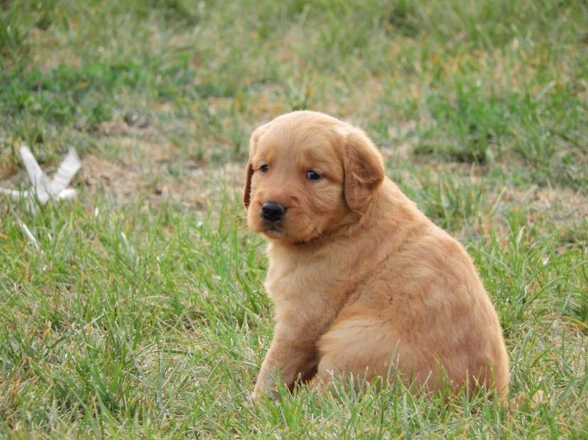 Image showcasing Image result for Puppies eating sugar and constipation